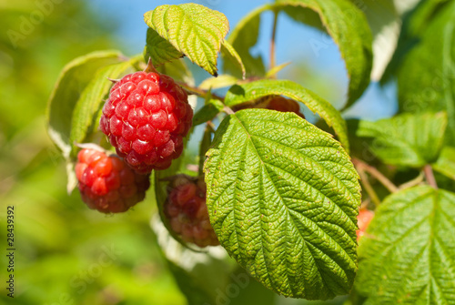 framboise dans un framboisier