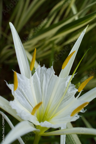 Beach Spider Lily