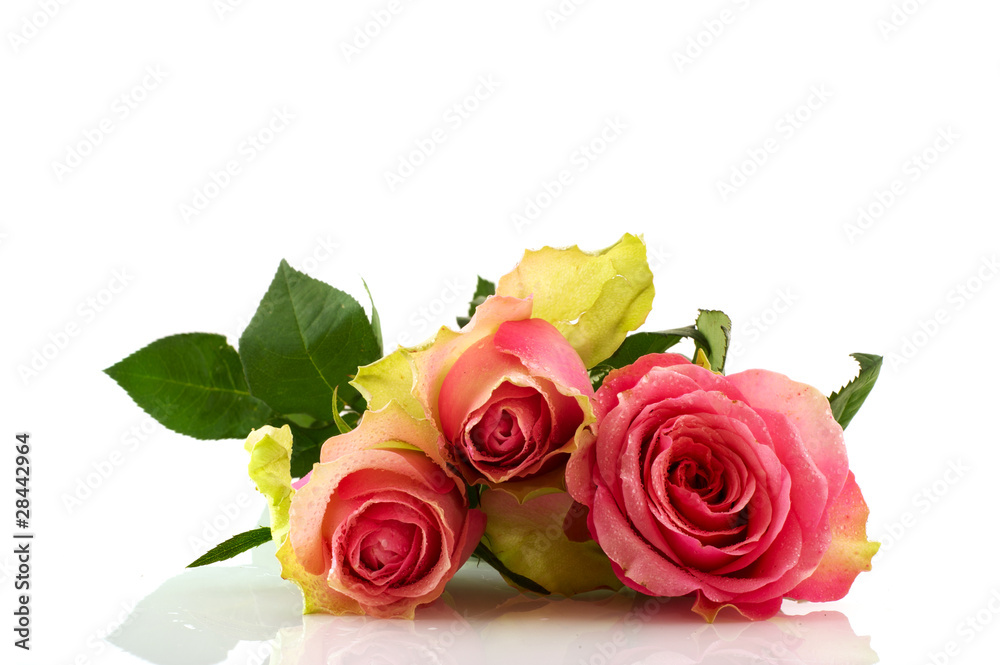 Fototapeta premium Pink roses