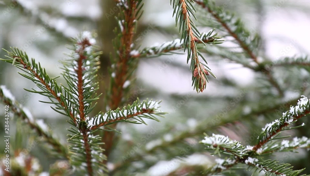 Es schneit am Weihnachtsbaum Es schneit am Weihnachtsbaum