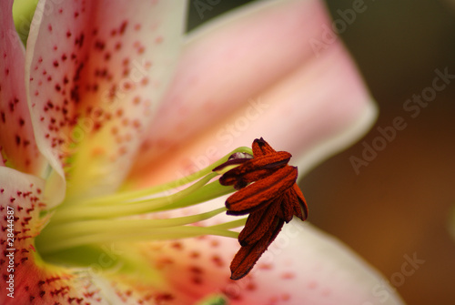 Stargazer Lily