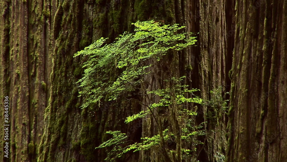 Redwood Tree Redwood Tree