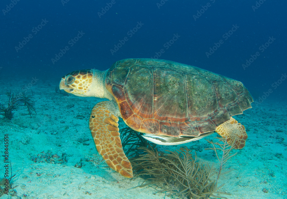 Loggerhead Sea Turtle-Caretta caretta Loggerhead Sea Turtle-Caretta caretta