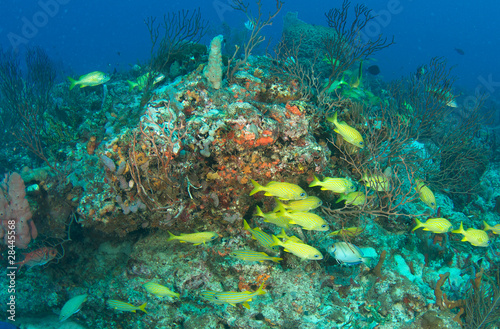 Fototapeta Naklejka Na Ścianę i Meble -  French Grunts on a Reef Ledge
