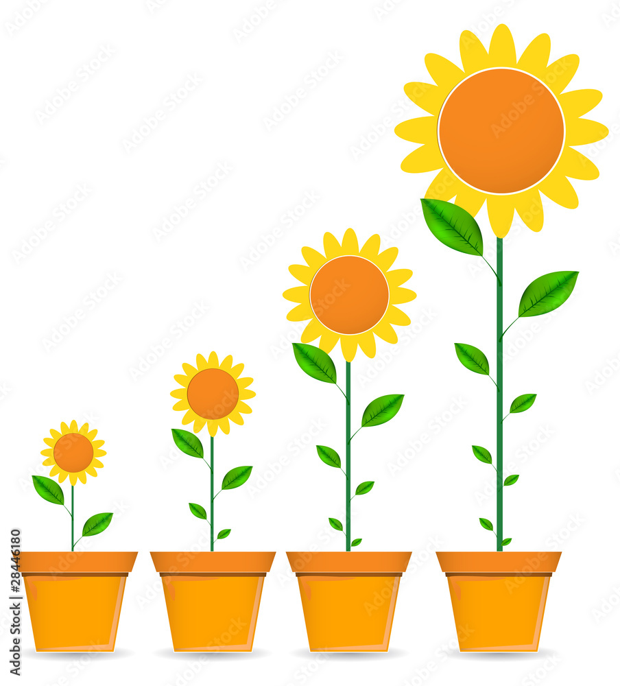 Obraz premium sunflower