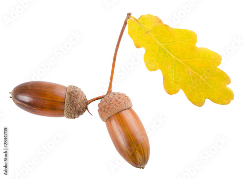 acorns with yellow oak leaf