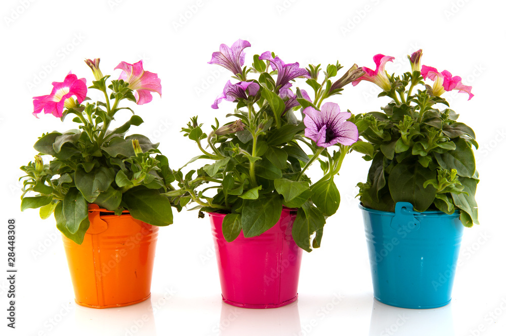 Petunia in flower pot