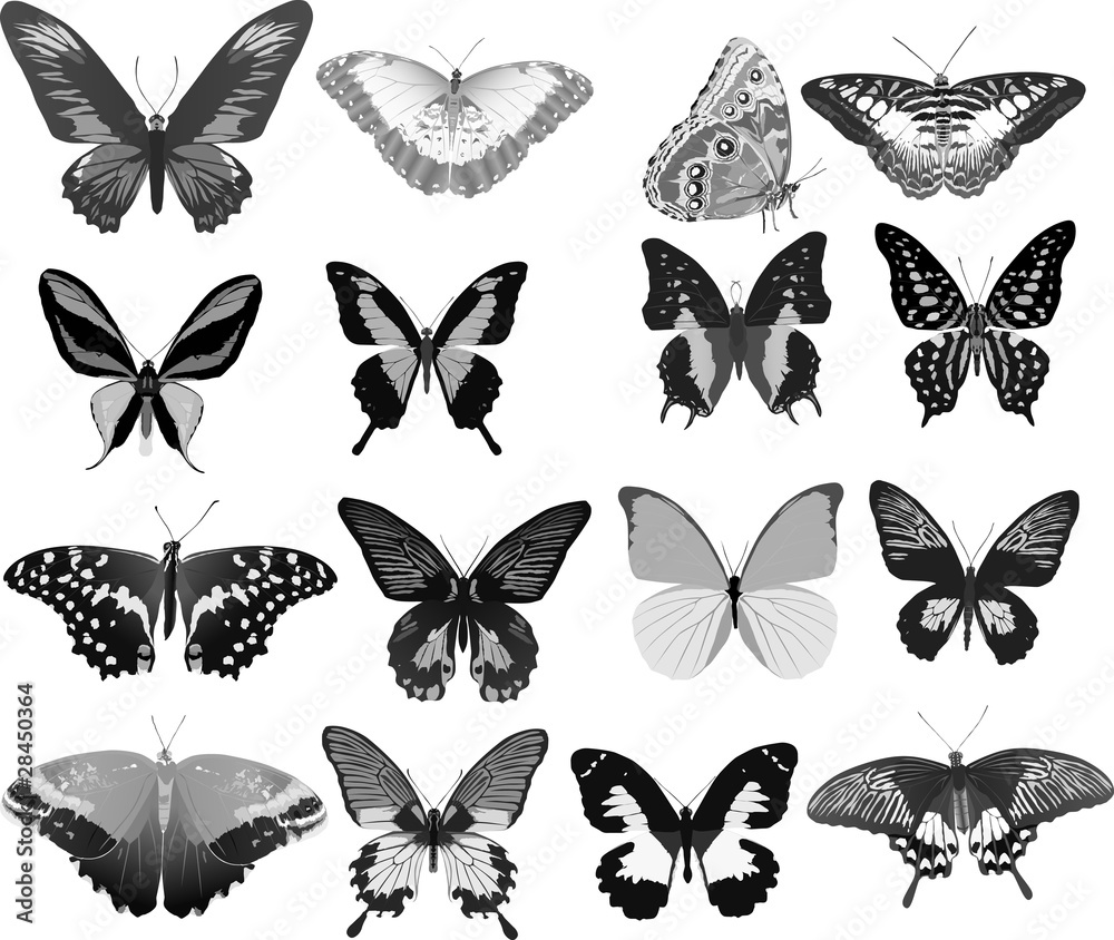 Obraz sixteen gray butterflies