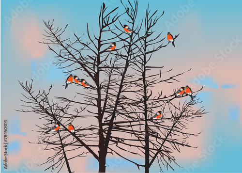 bullfinches on winter tree
