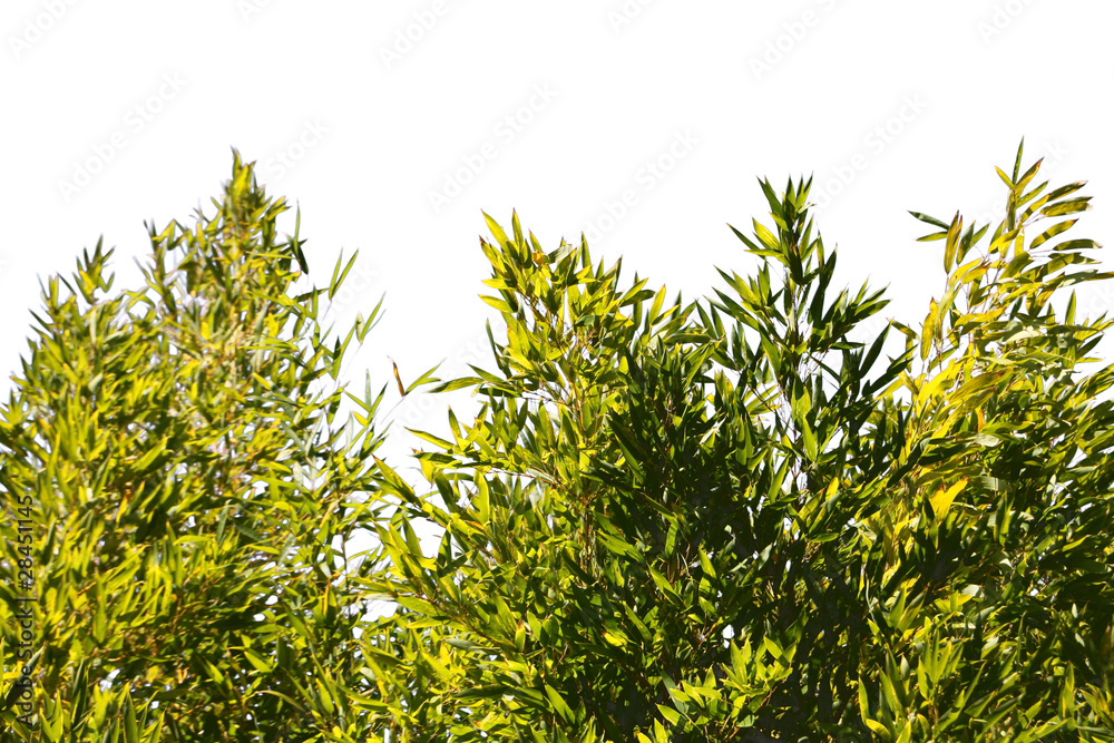 Naklejka premium Forêt de bambous