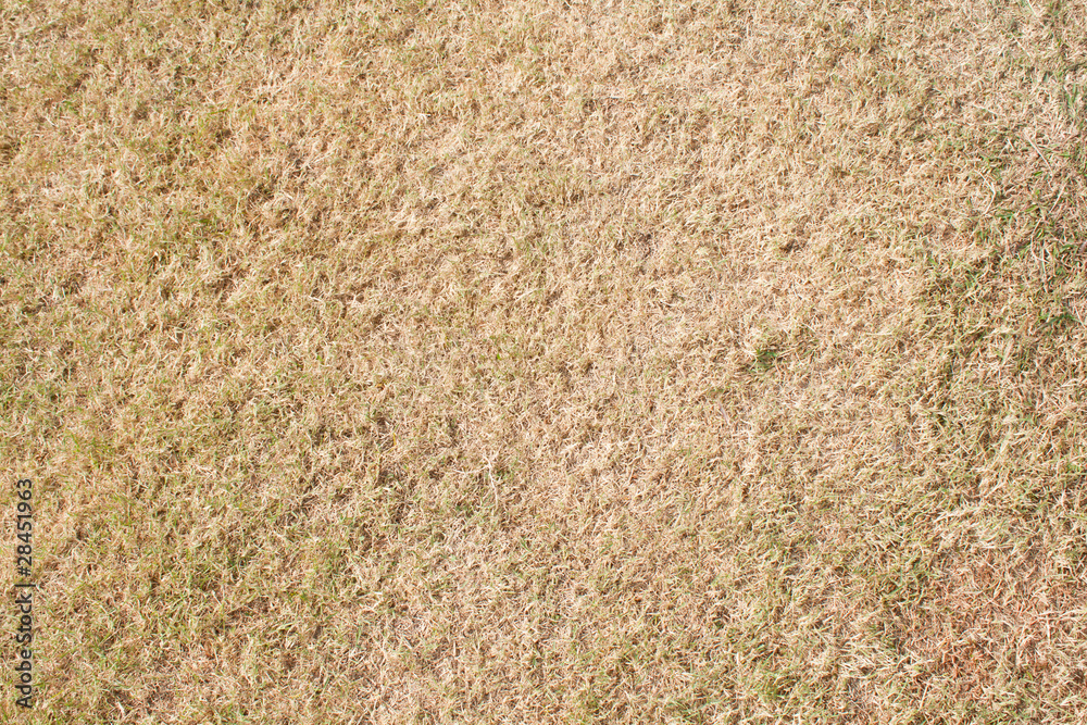 Grass texture Grass texture