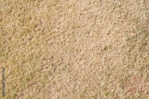 Grass texture