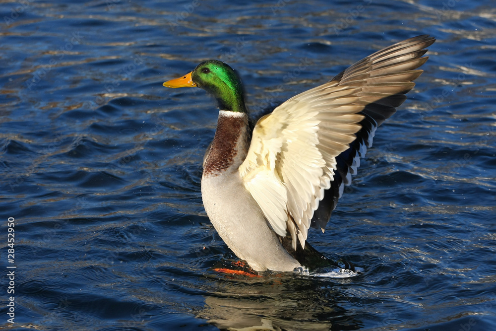 Obraz premium Mallard Duck male