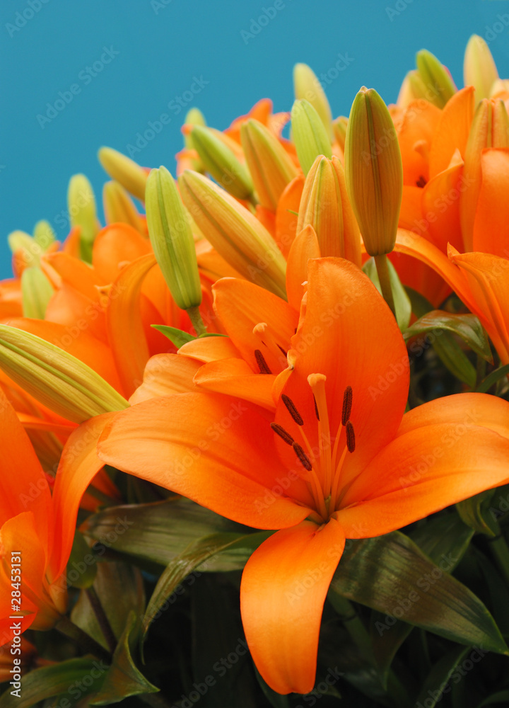 Lilies Lilies