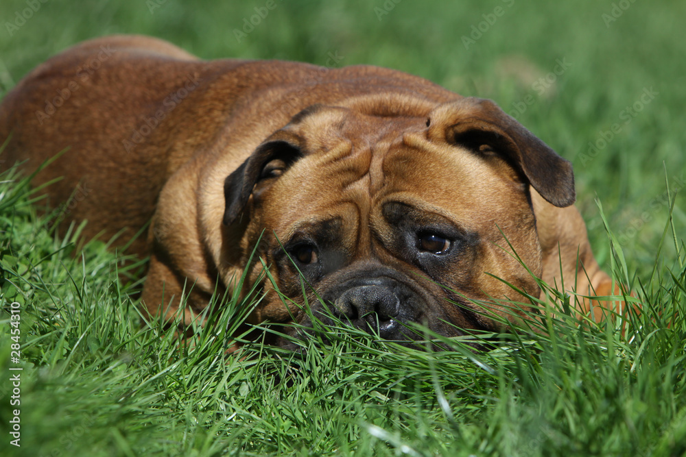 rides du bullmastiff couché dans l'herbe