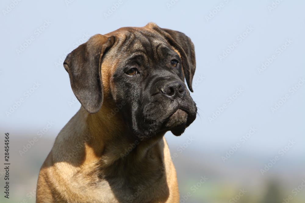 bullmastiff au masque marqué et à l'air soucieux bullmastiff au masque marqué et à l'air soucieux