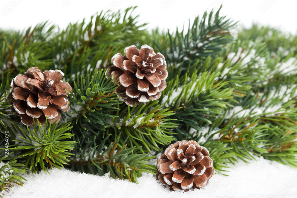 branch of Christmas tree with pinecone branch of Christmas tree with pinecone