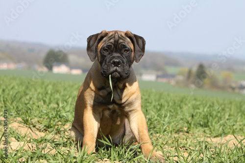 Obraz na płótnie puppy bullmastiff - jeune bullmastiff - Junge bullmastiff w salonie