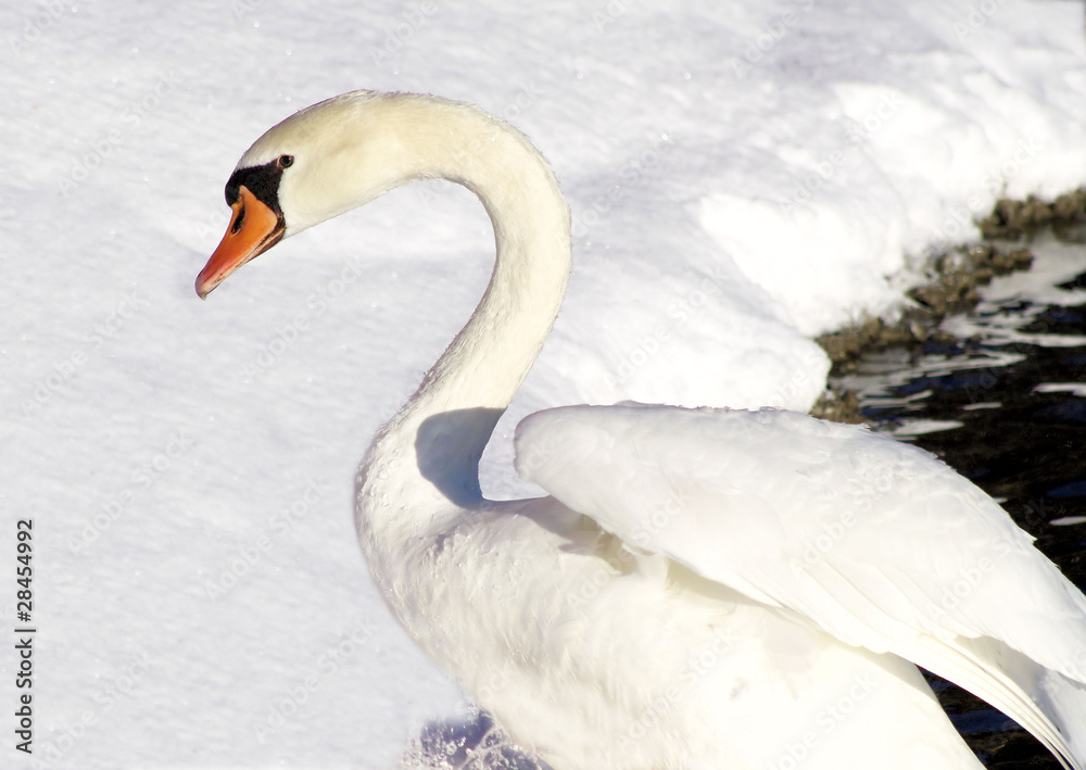 Beautiful White Swan In Winter Snow Beautiful White Swan In Winter Snow