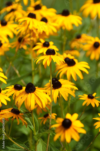 Black-Eyed Susans