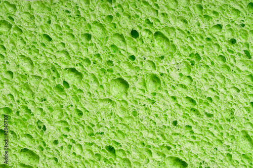 sponge detail