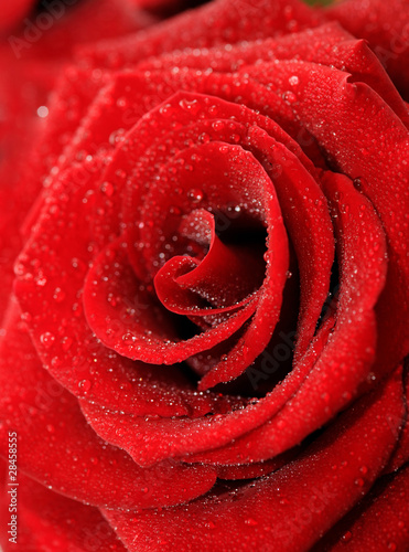 Fototapeta Naklejka Na Ścianę i Meble -  Beautiful red rose background