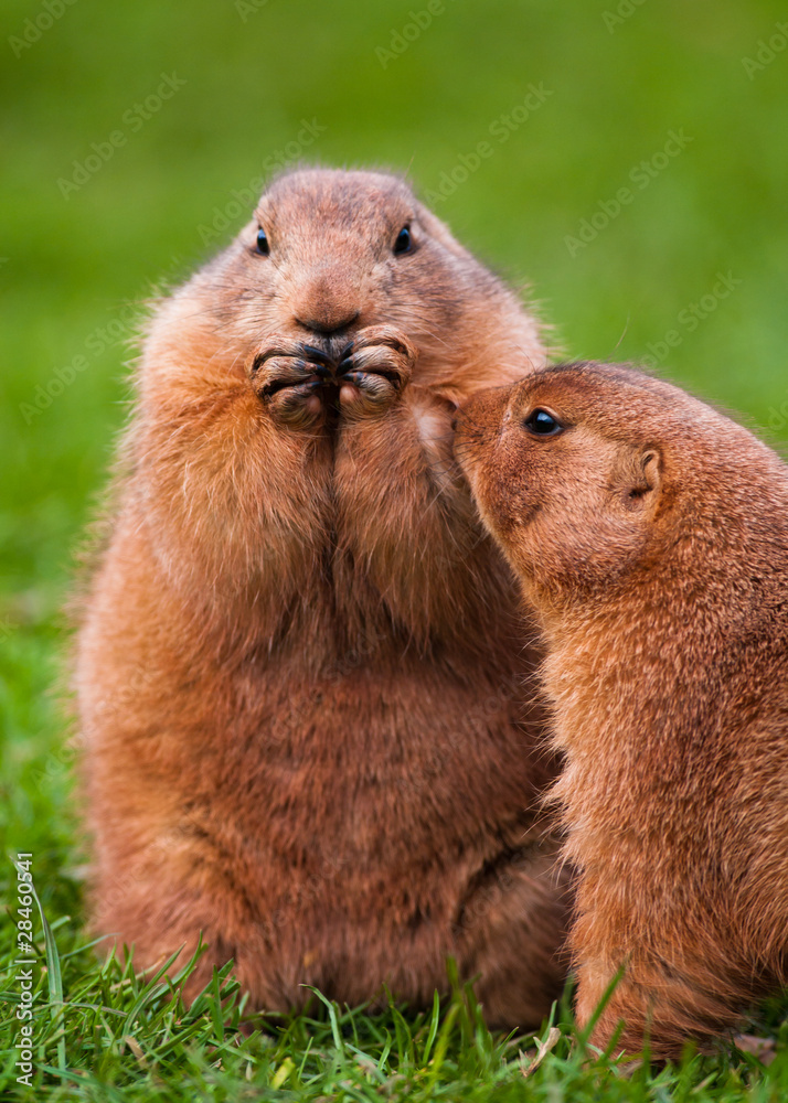 how do prairie dogs interact