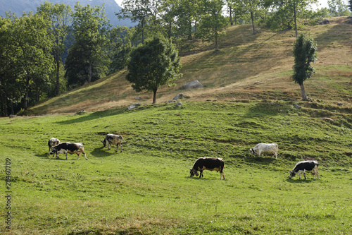 Cows on an Alpine hillside