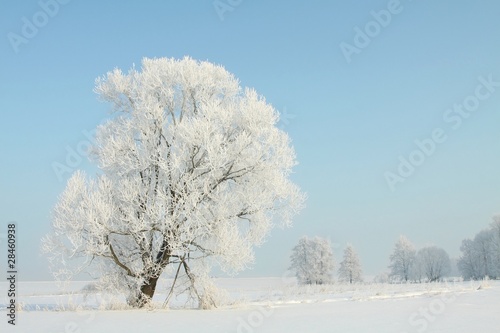 Frozen winter tree against a blue sky at dawn