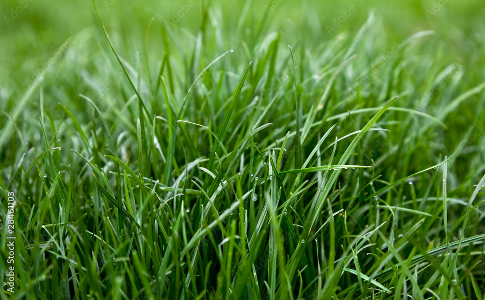 Green grass dew Green grass dew