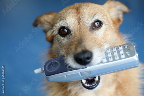 Dog holding telephone in mouth