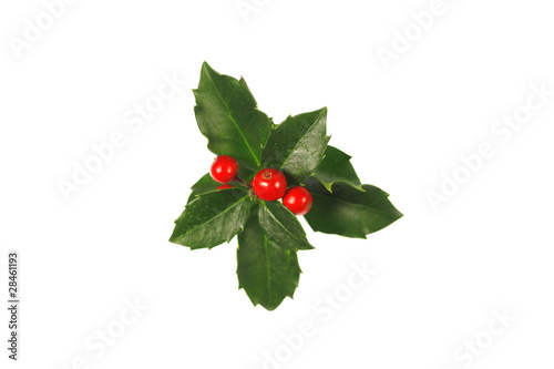 Ilex