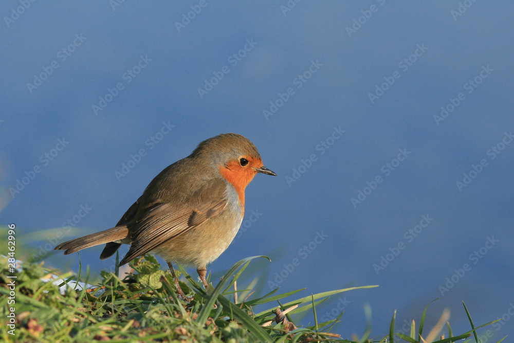 Rouge-gorge familier (Erithacus rubecula) Rouge-gorge familier (Erithacus rubecula)