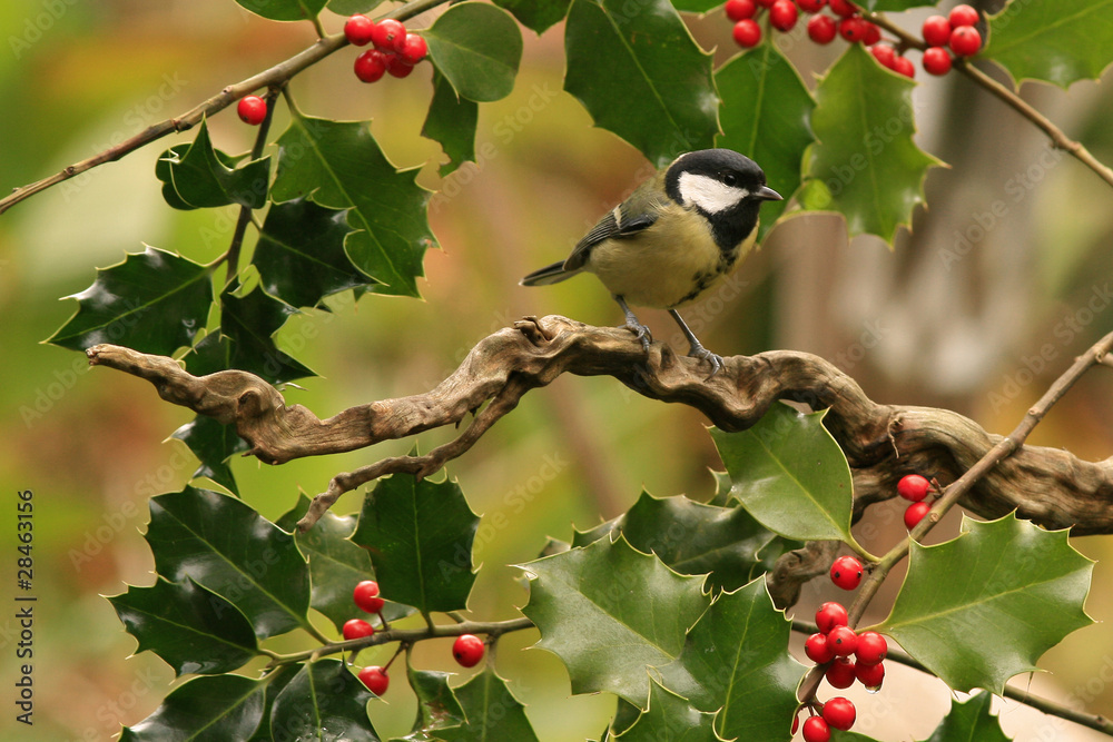 Fototapeta premium Mésange charbonnière (Parus major, Great Tit)