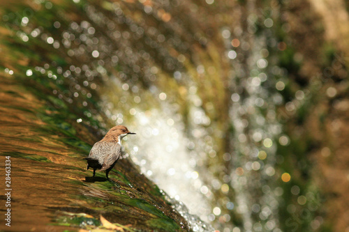 Cincle plongeur (Cinclus cinclus) photo