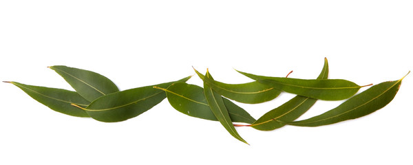 Gum Leaves Border