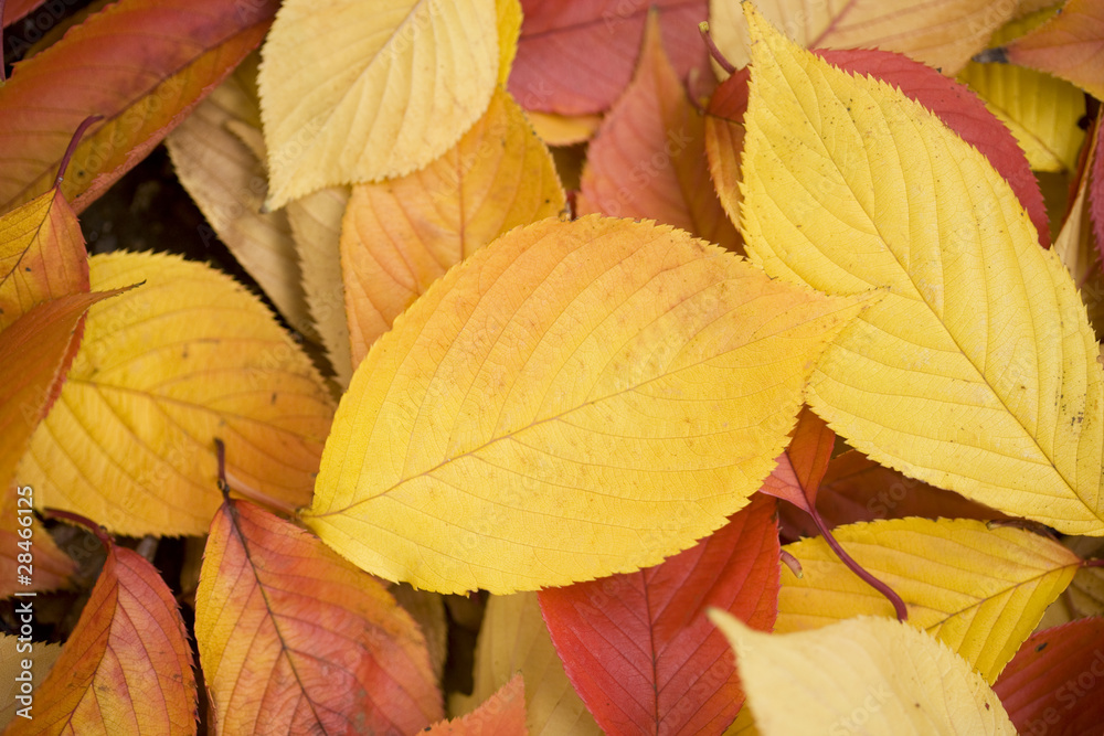 紅葉した桜の葉 紅葉した桜の葉