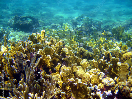 Corals in the archipelago of Bocas del Toro, Central America, Panama, Caribbean sea