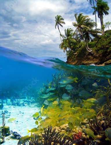 Surface and underwater view, fish in the Caribbean sea with an island, Bocas del Toro, Panama