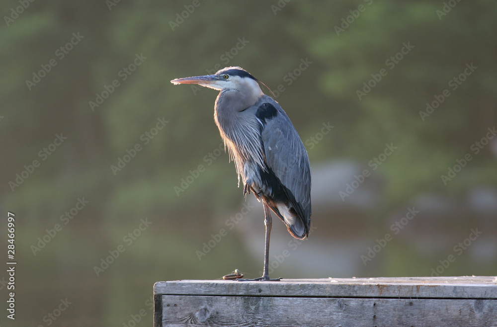 Fototapeta premium Great Blue Heron (Ardea herodias) Standing on Dock