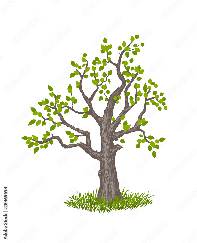 illustration of old tree on white background illustration of old tree on white background