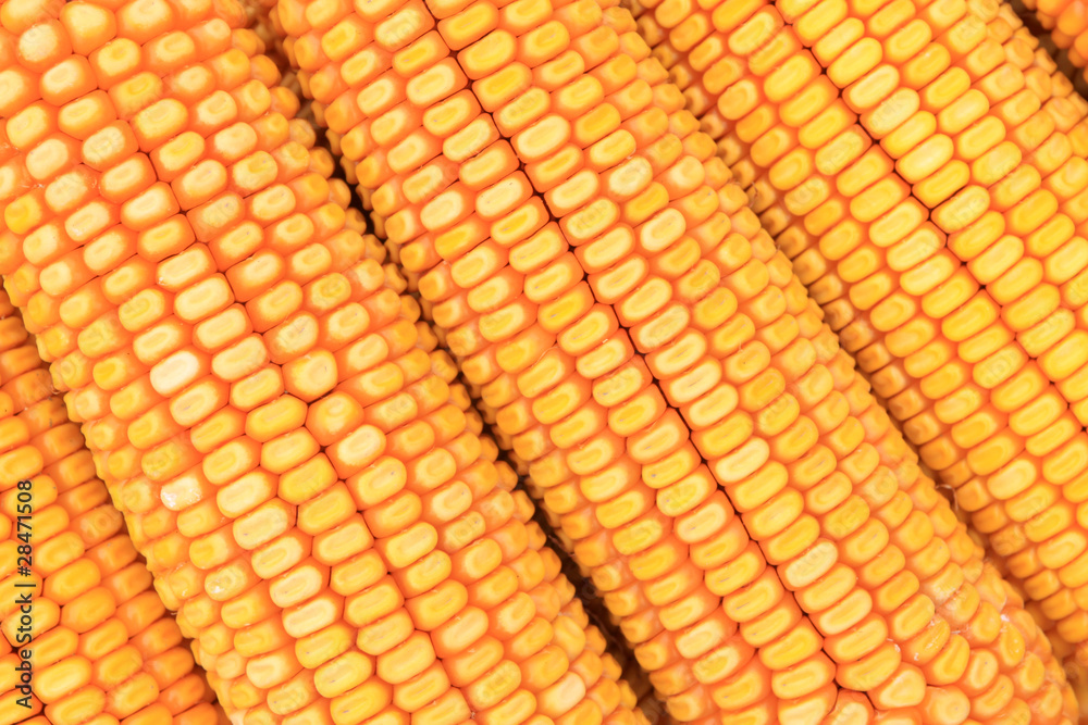 Fototapeta premium corn bonzi