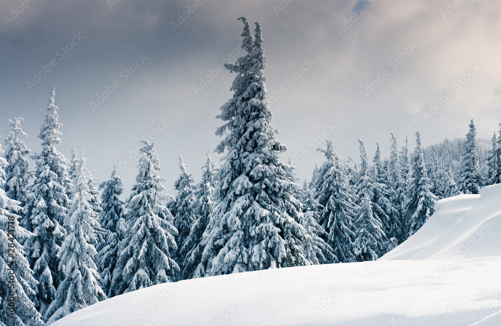 Naklejka premium winter trees