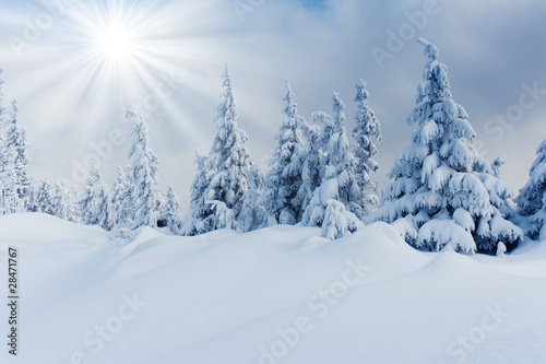 winter trees © Leonid Tit