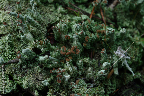 Photography musk and lichens