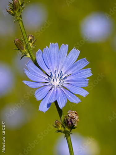Chicory flower