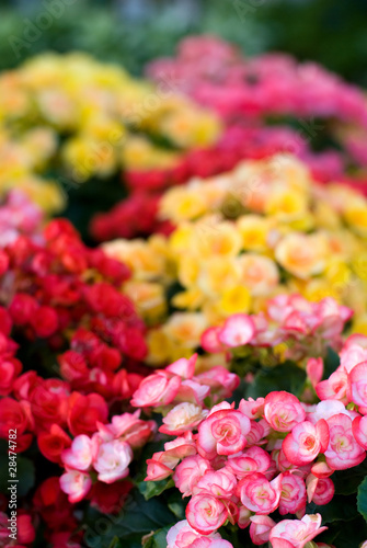 ベゴニアの花 © varts