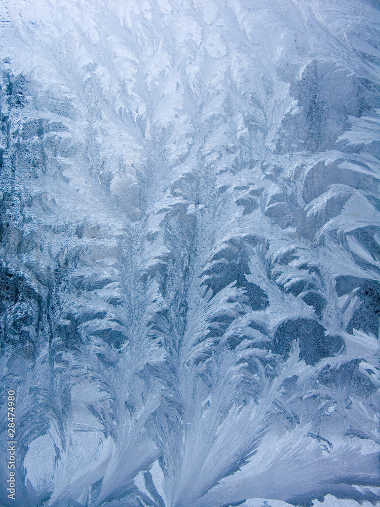 iceflowers iceflowers