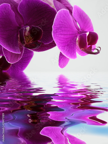 Fototapeta Naklejka Na Ścianę i Meble -  reflets d'orchidée