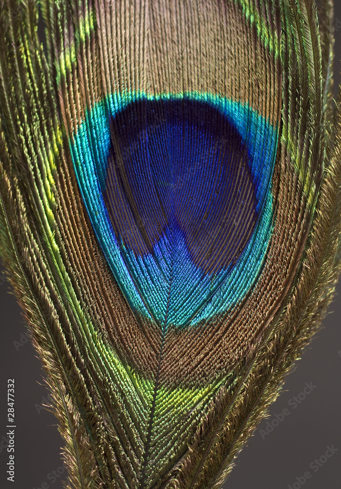 Obraz premium Peacock Feather Close-Up